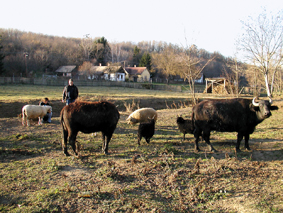 Kerecseny llatparkja.